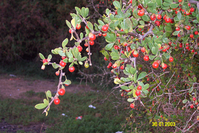 African Boxthorn_weed.JPG